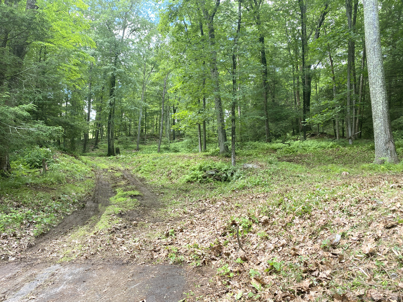 a view of a lush green forest