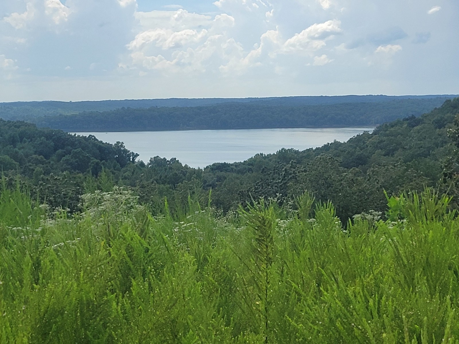 a view of a bunch of trees in a field