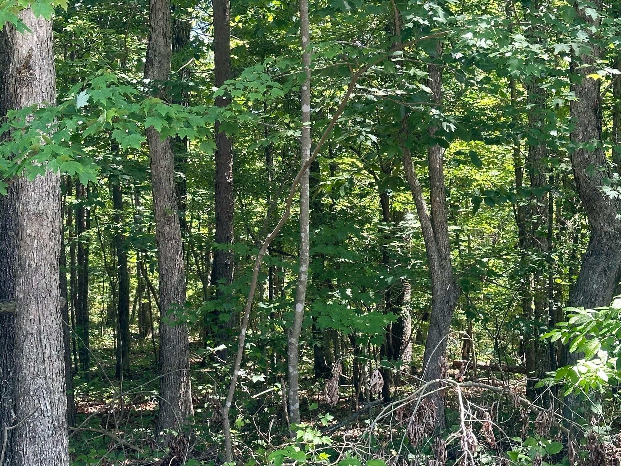 a view of a lush green forest