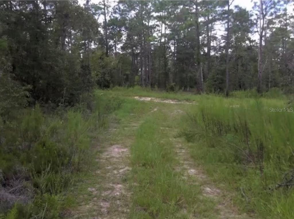 a view of a forest with trees in the background