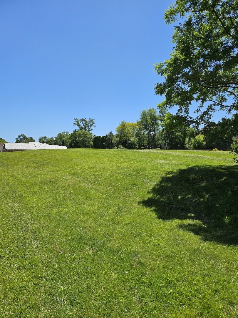 a view of a grassy field with trees