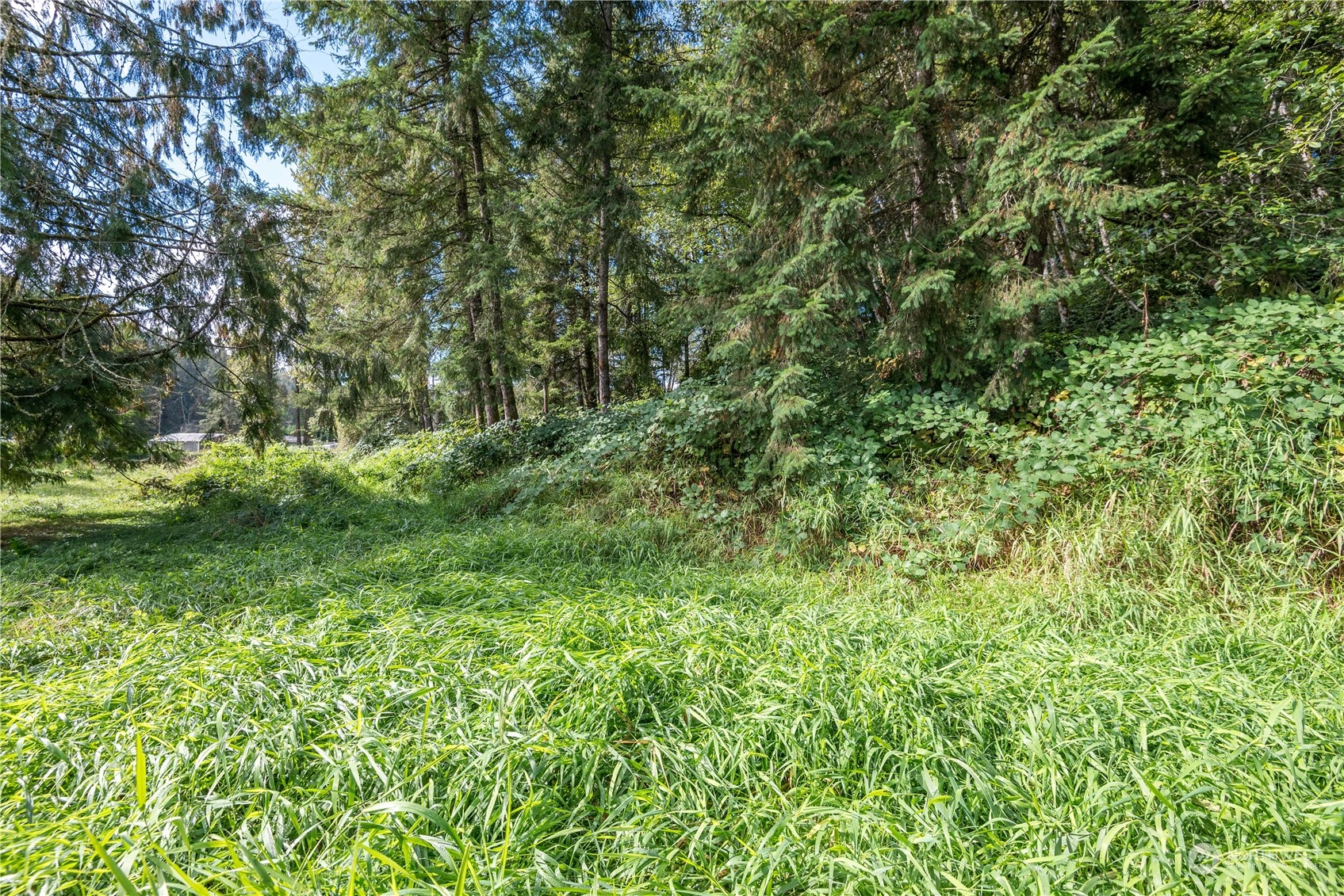 a view of a lush green forest