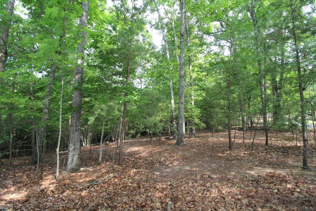 a view of a forest with trees in the background