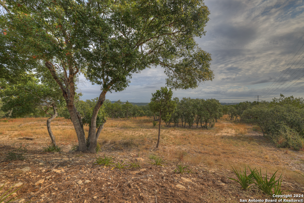 a view of dirt field with large trees