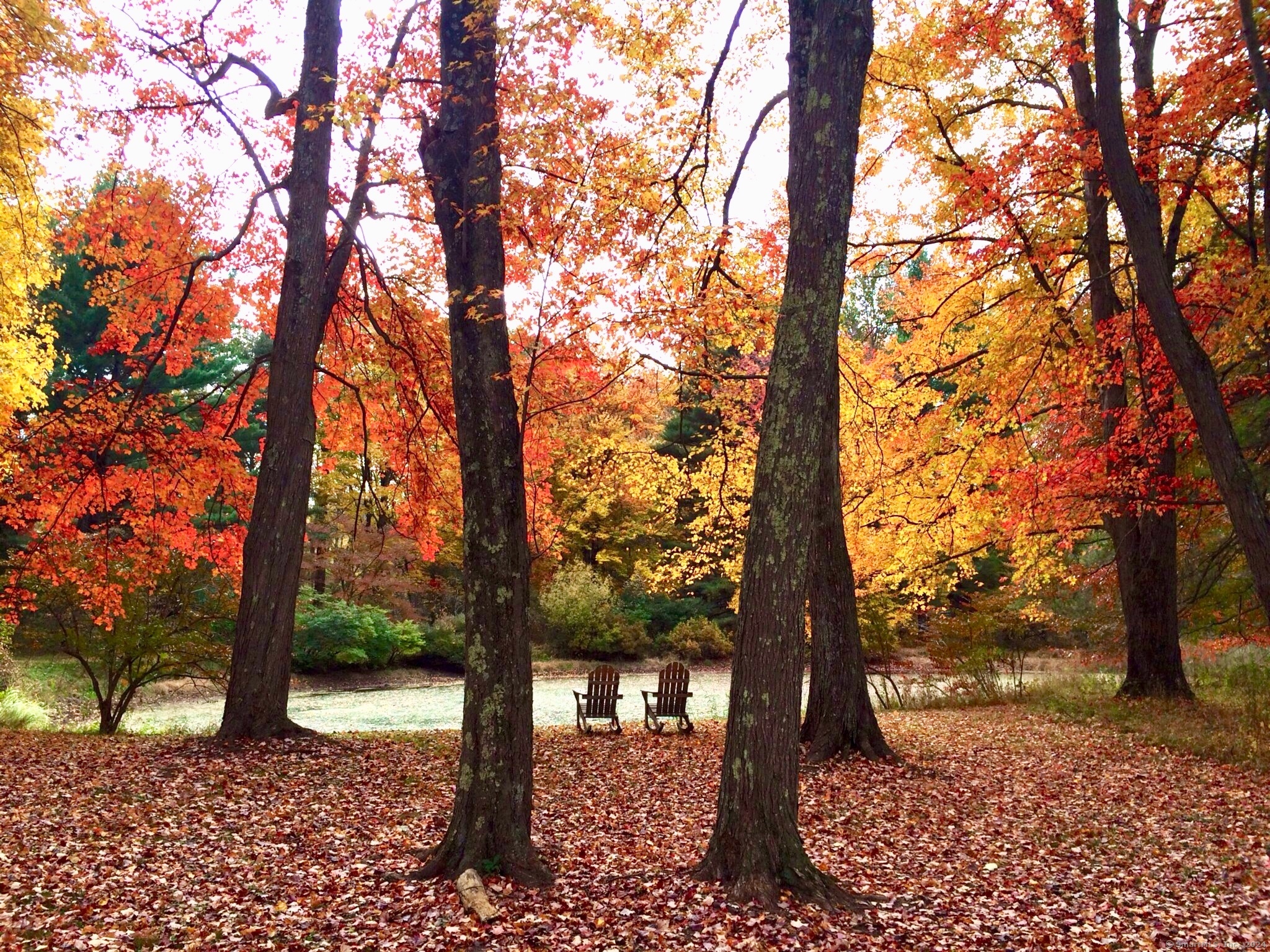 a view of a yard with trees