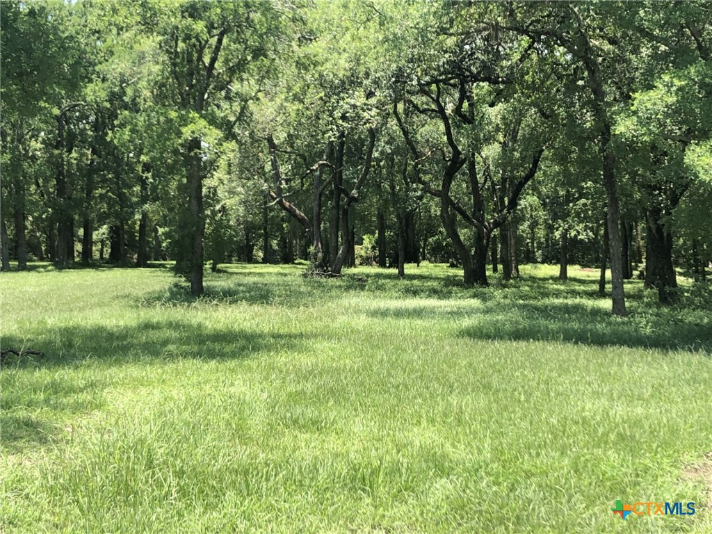 a view of a park with large trees