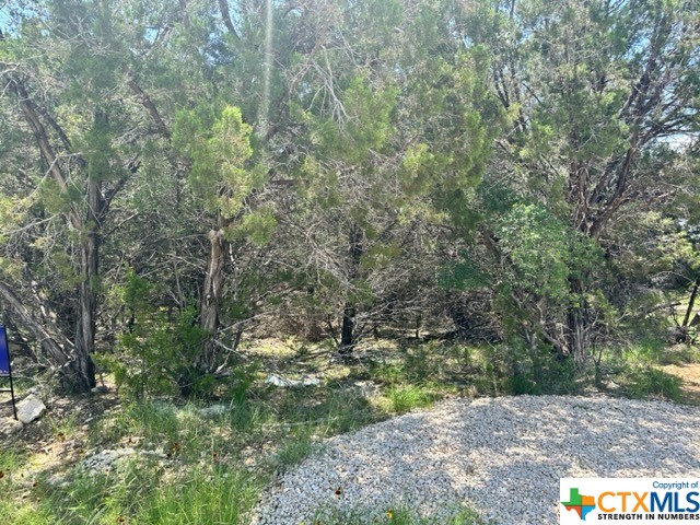 a view of a forest with trees in the background