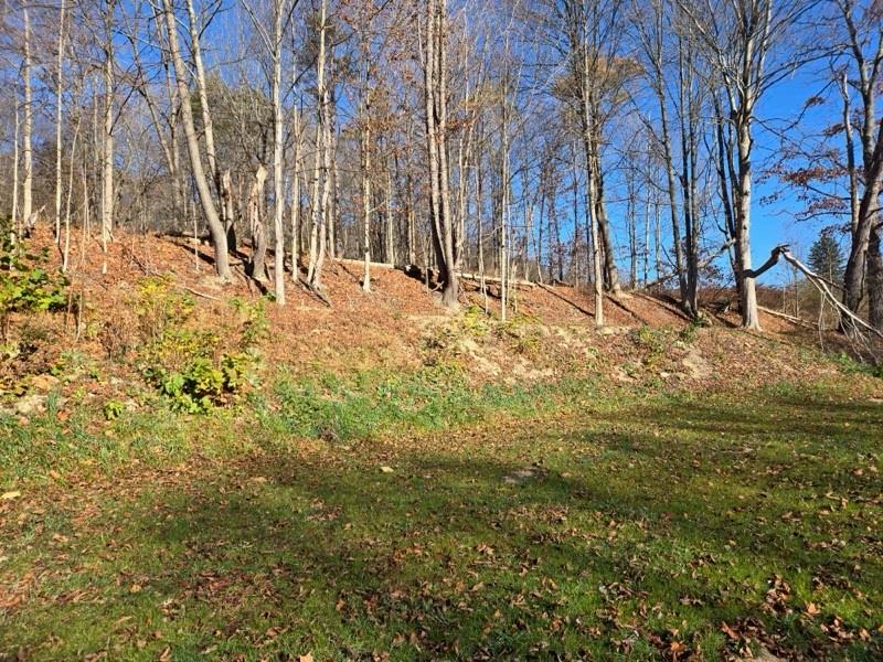 a view of yard with trees