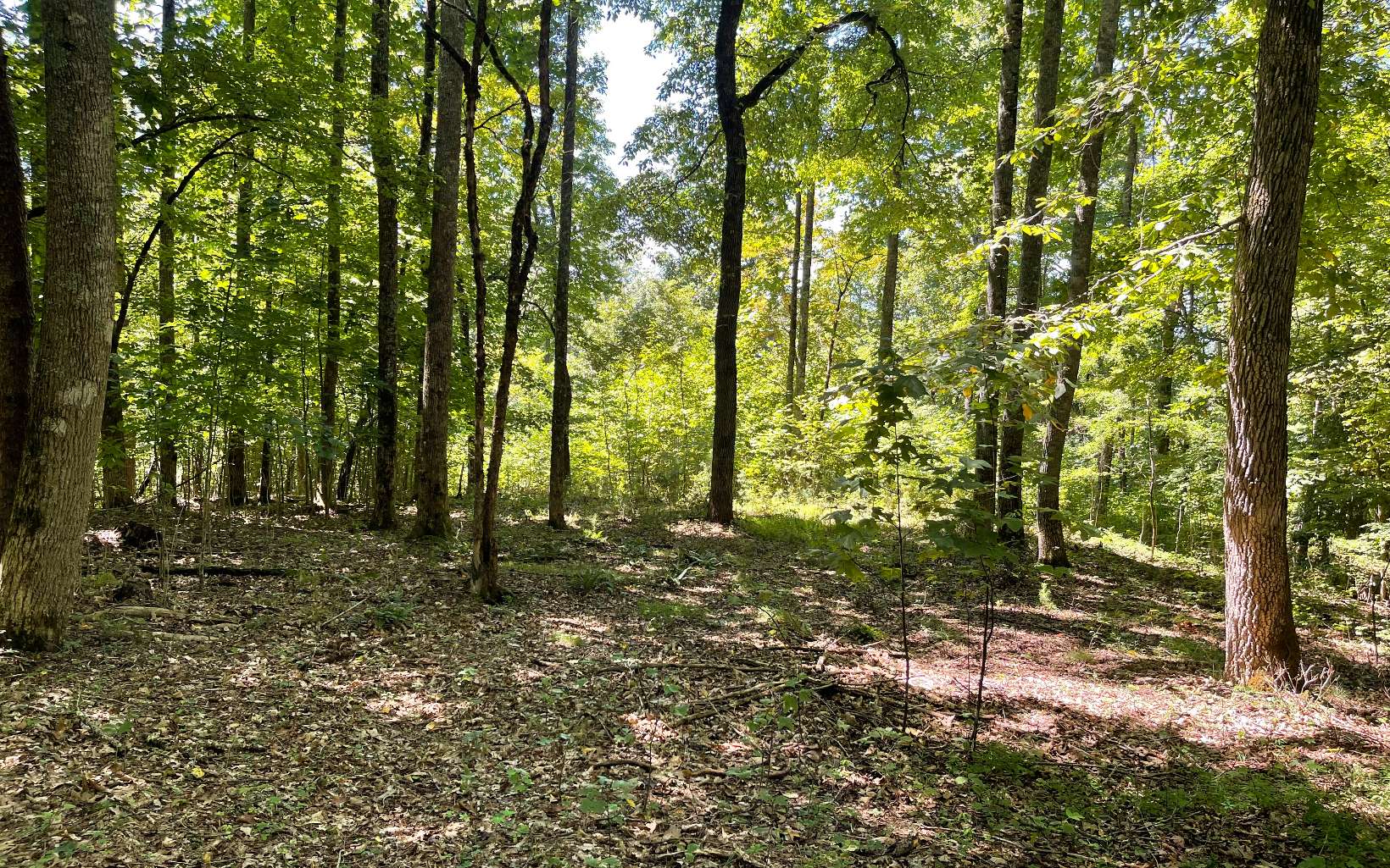 a big yard with lots of green space and trees