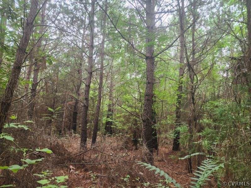 a view of a forest with trees in front of it