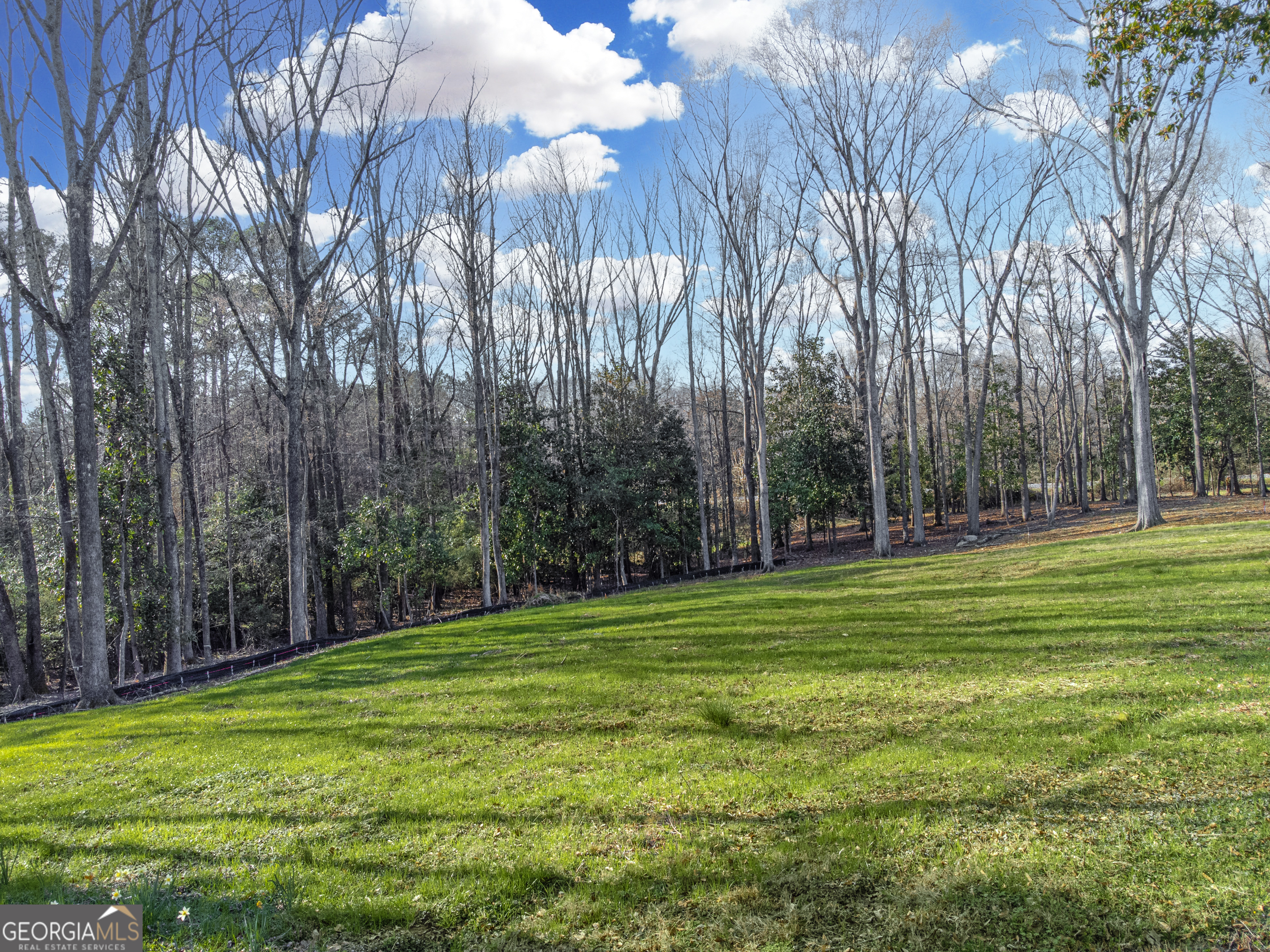 a view of a park with large trees