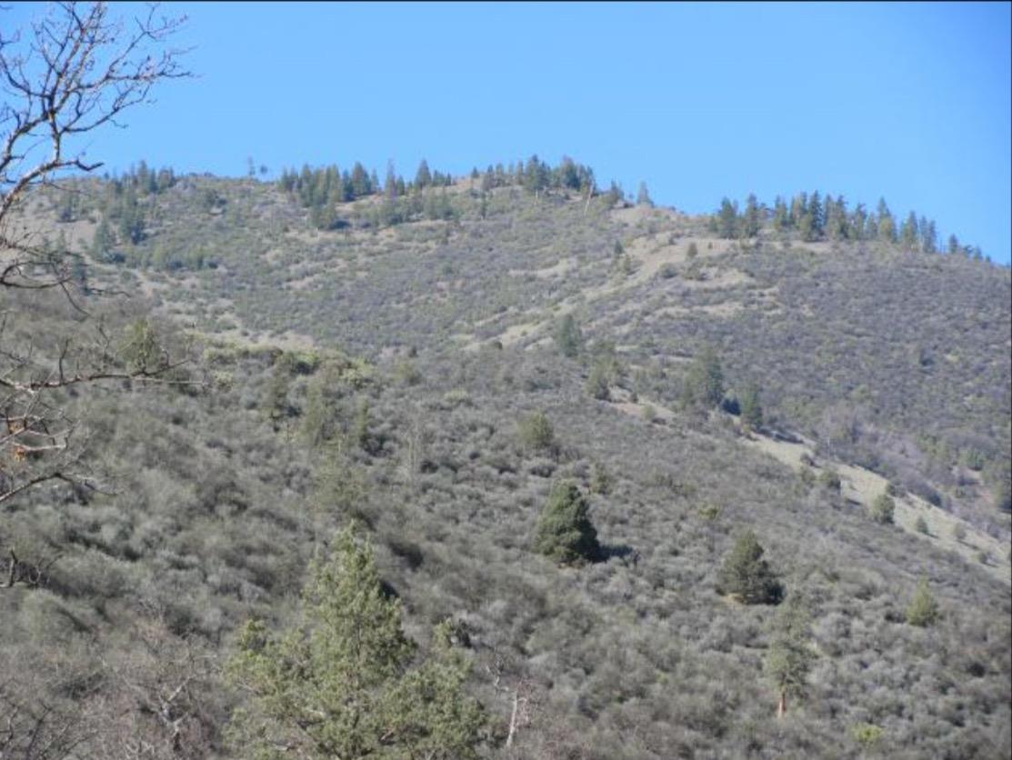 a view of a dry yard with trees in the background