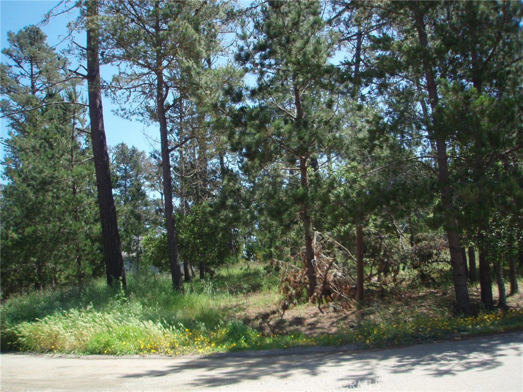 a view of a forest with trees