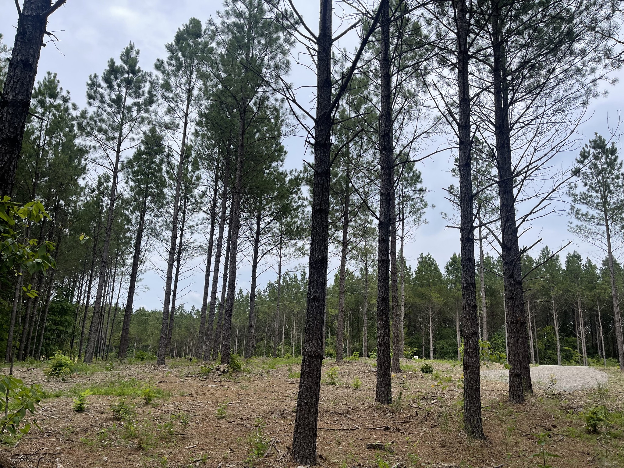 a view of outdoor space with trees