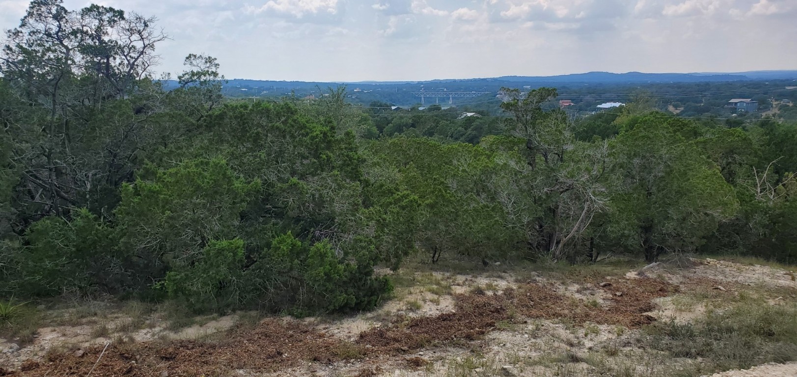 a view of a lush green forest with a mountain