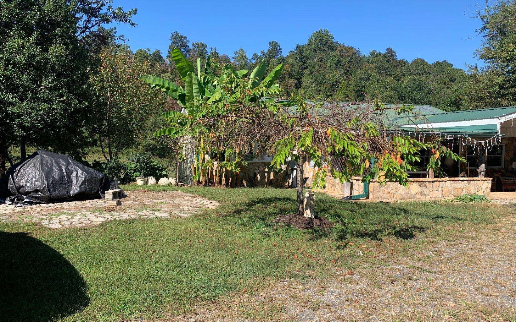 a view of a park with a tree