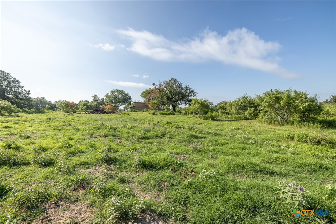 a view of a big yard with plants and large trees