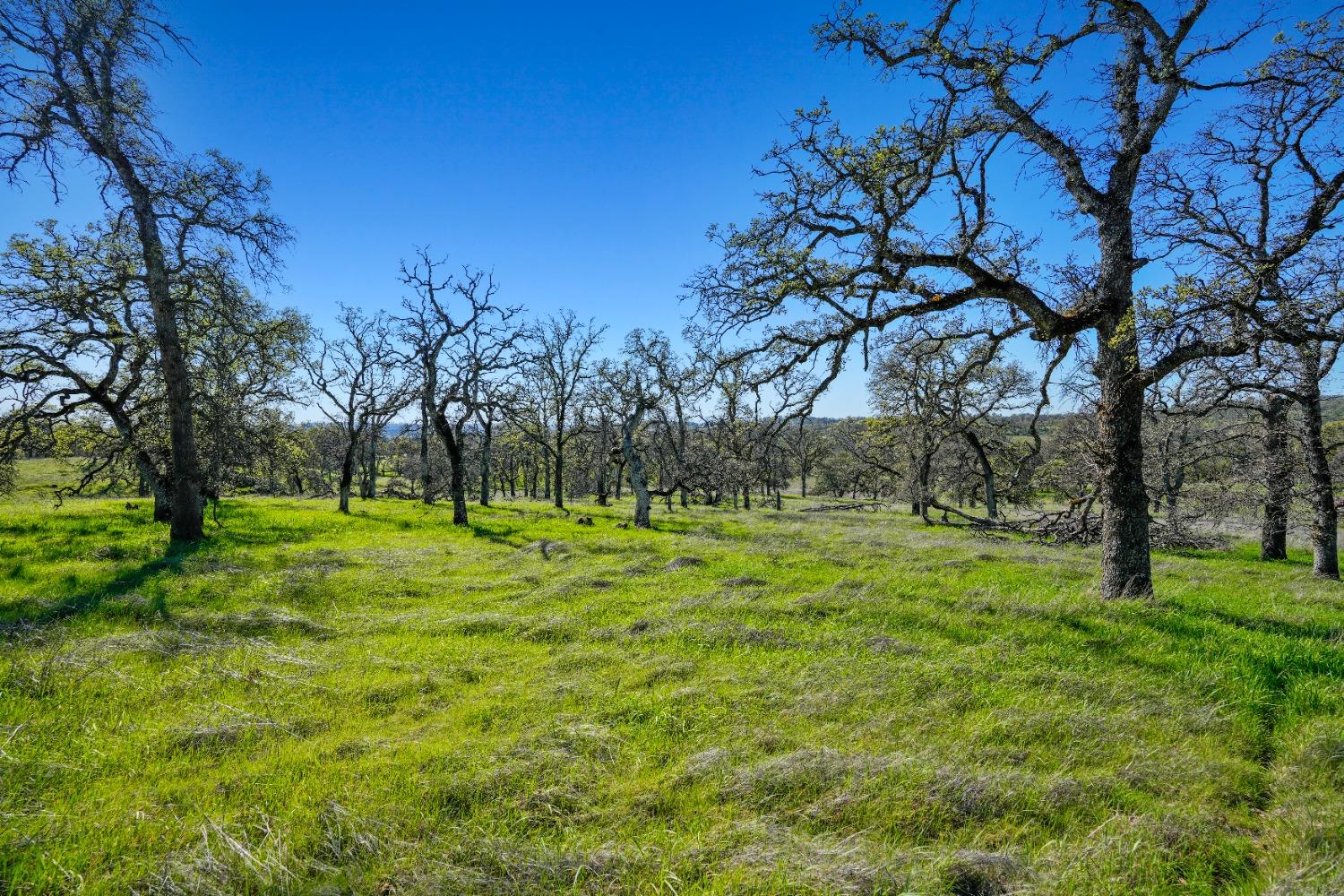 a view of field with trees