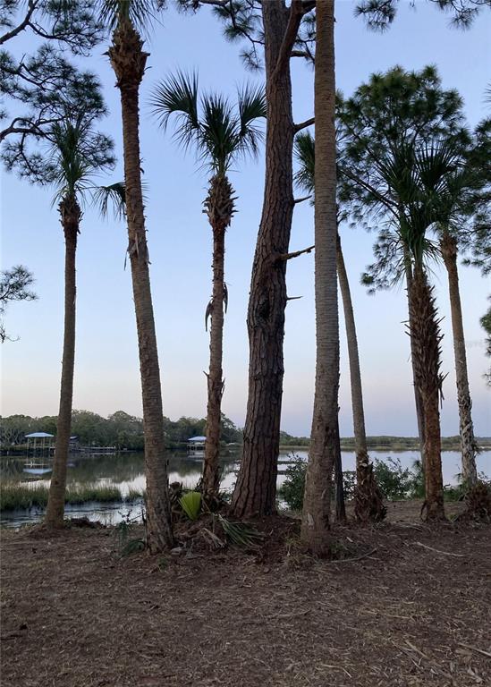 a view of a yard with palm trees