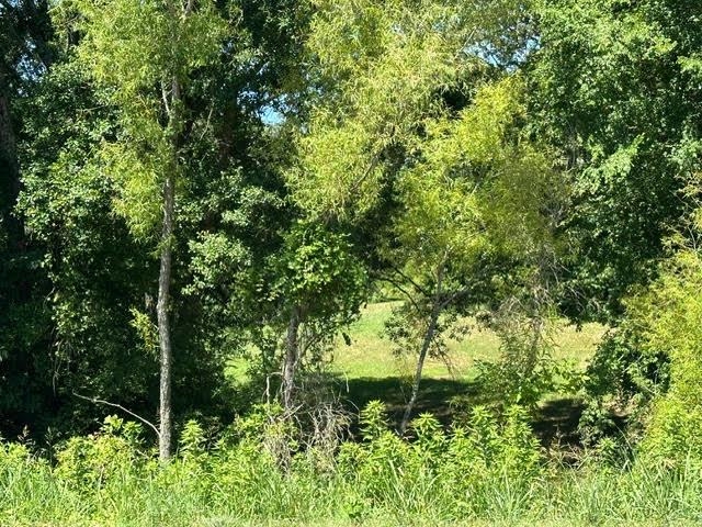 a view of a lush green forest