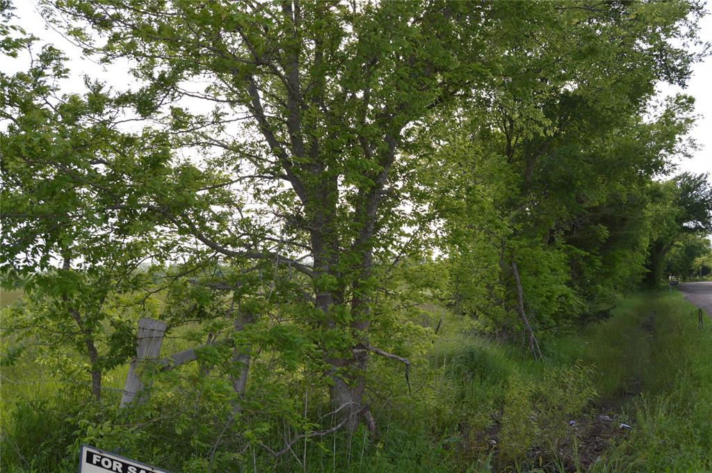 a view of a tree in a yard