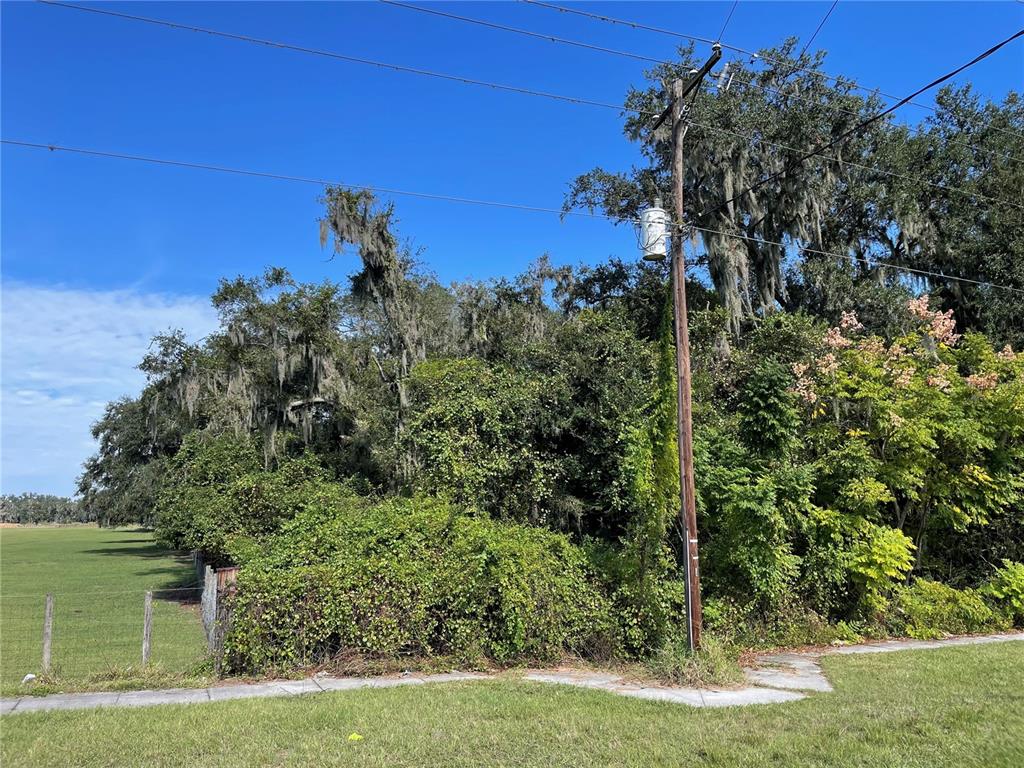 a view of a garden with a tree