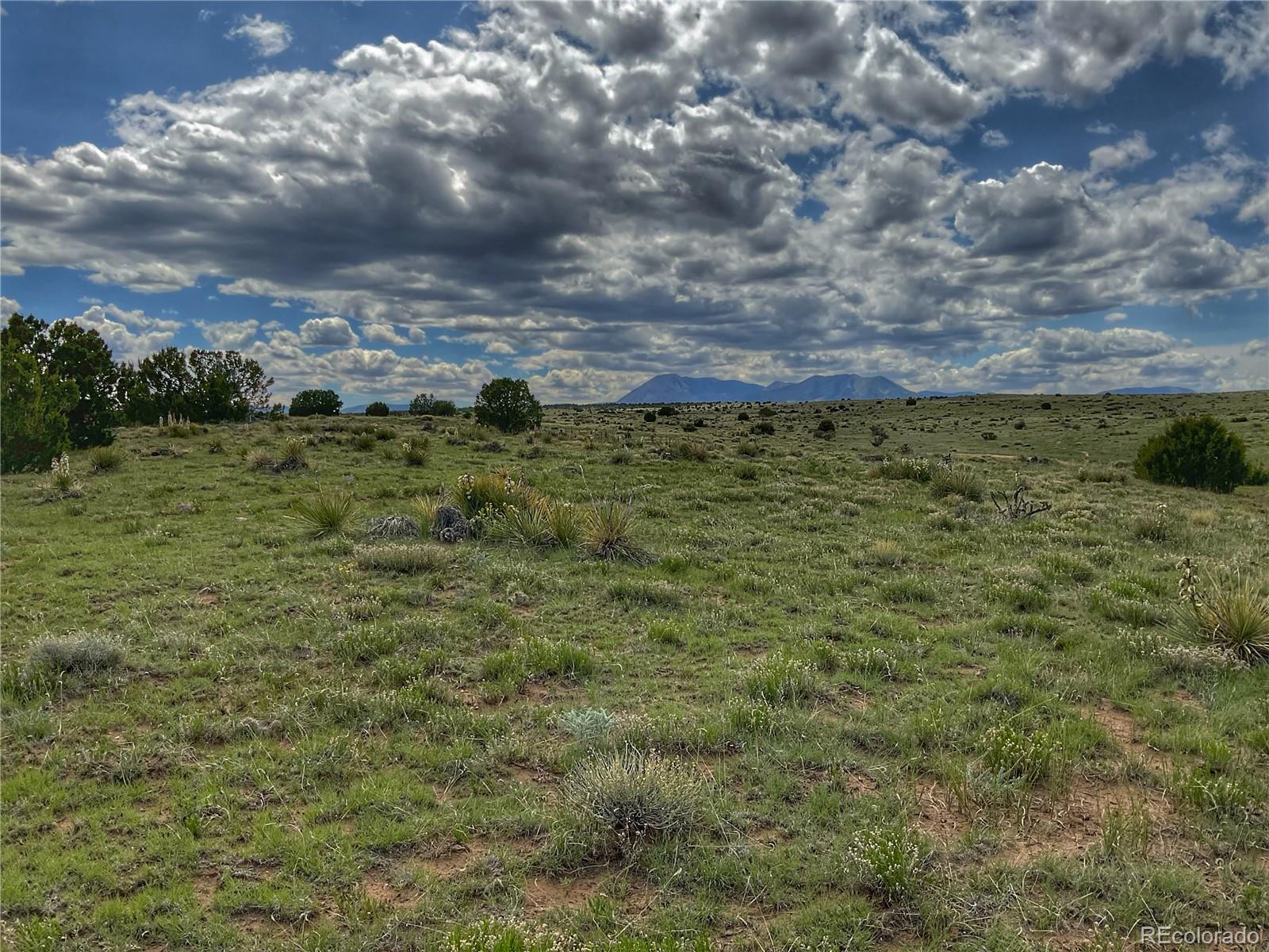 a view of a field with an ocean