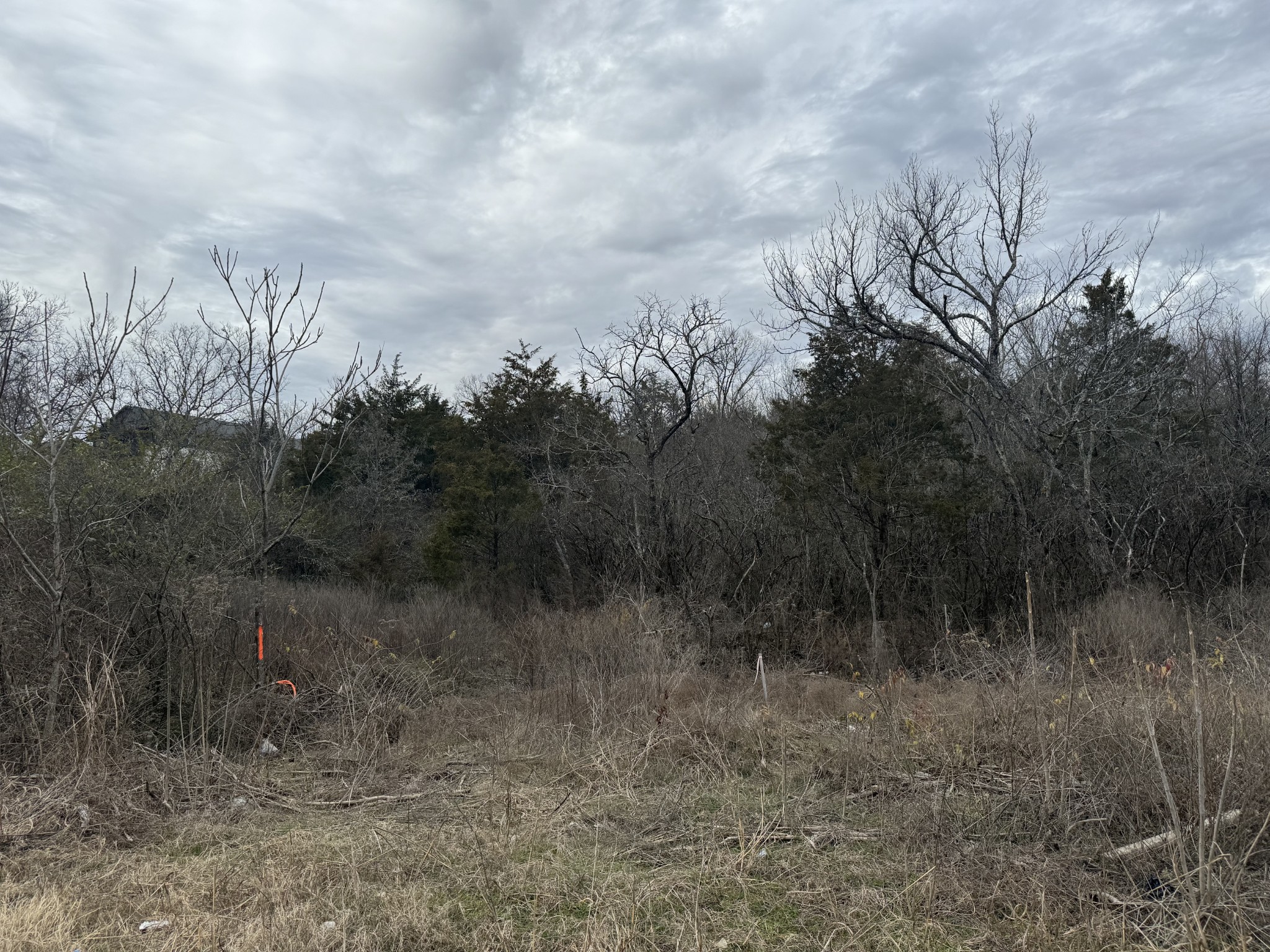 a view of a forest with trees in the background