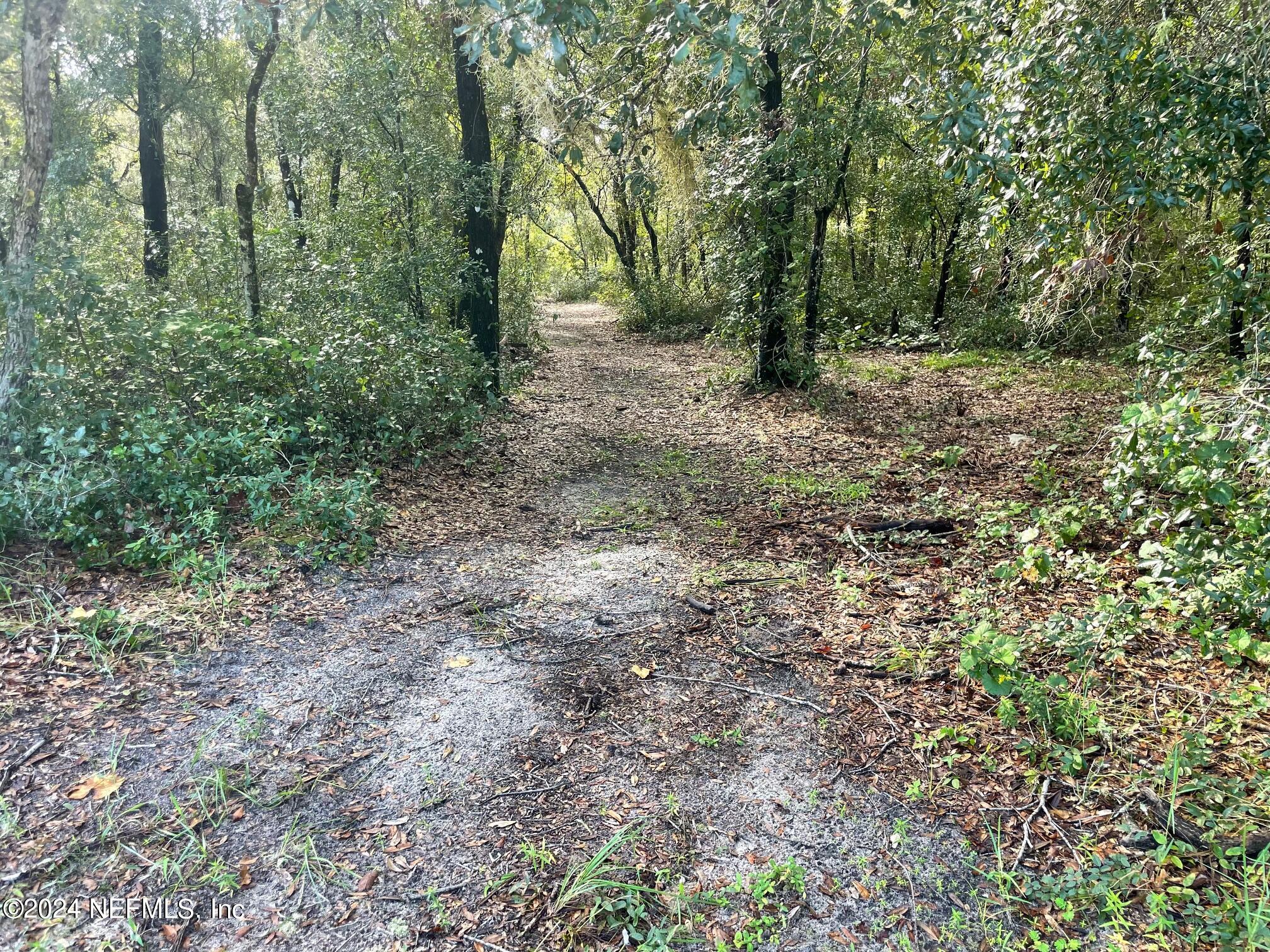 a view of a forest with trees in the background