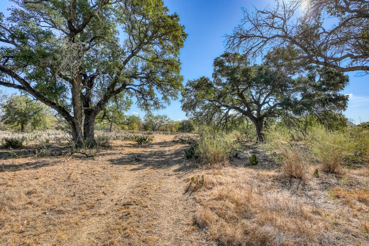 a view of dirt yard with a tree