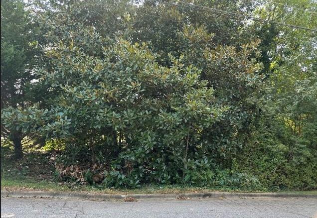 a view of a yard with plants and large trees