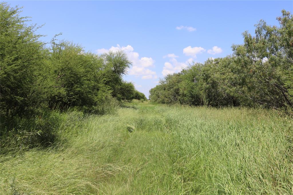 a view of a lush green space