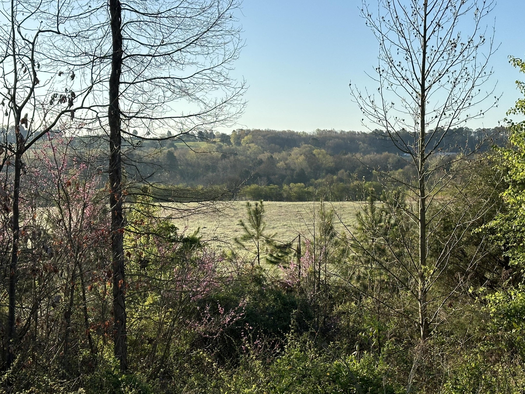 a view of a forest with a tree