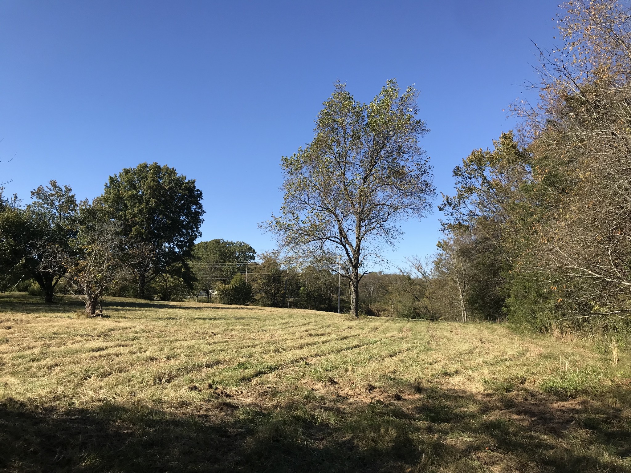 a view of a yard with trees in the background