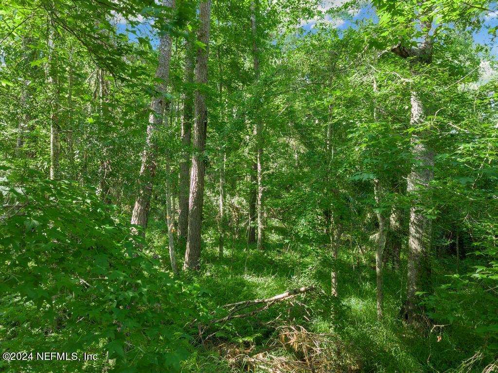 a view of a lush green forest