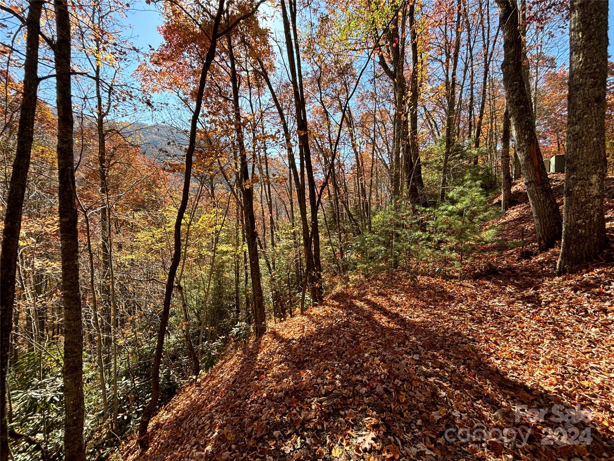 a view of forest