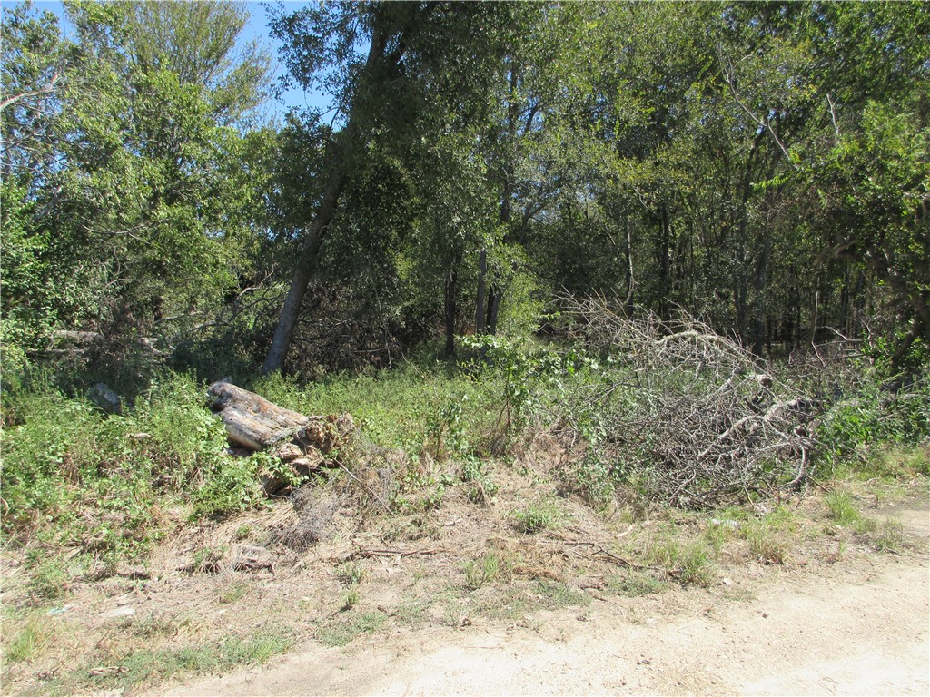 a view of a forest with trees in the background