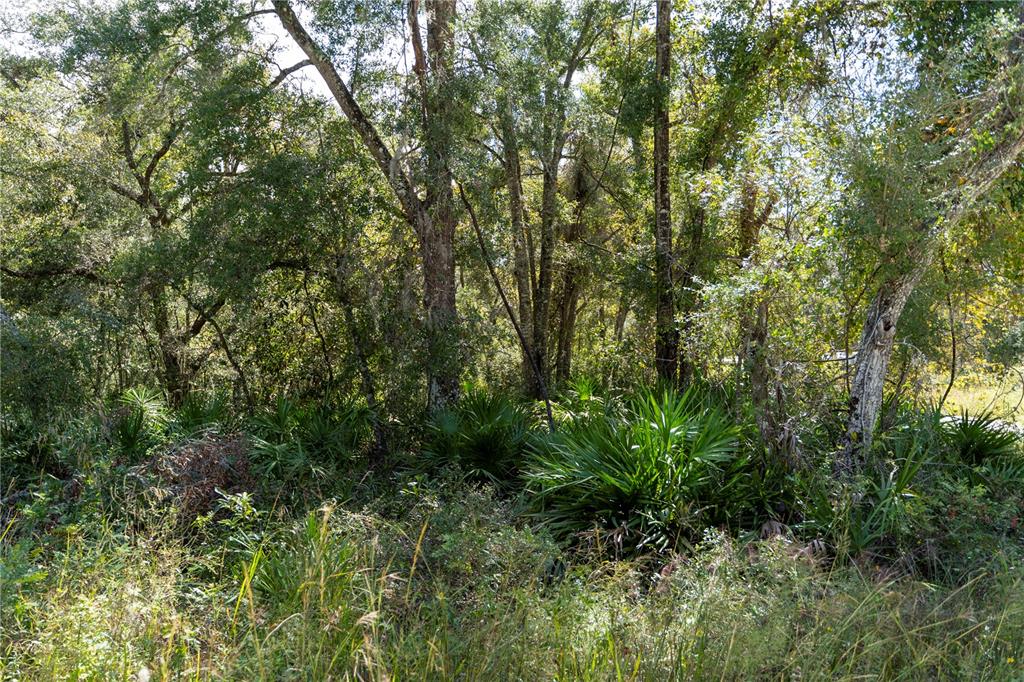 a view of a lush green forest