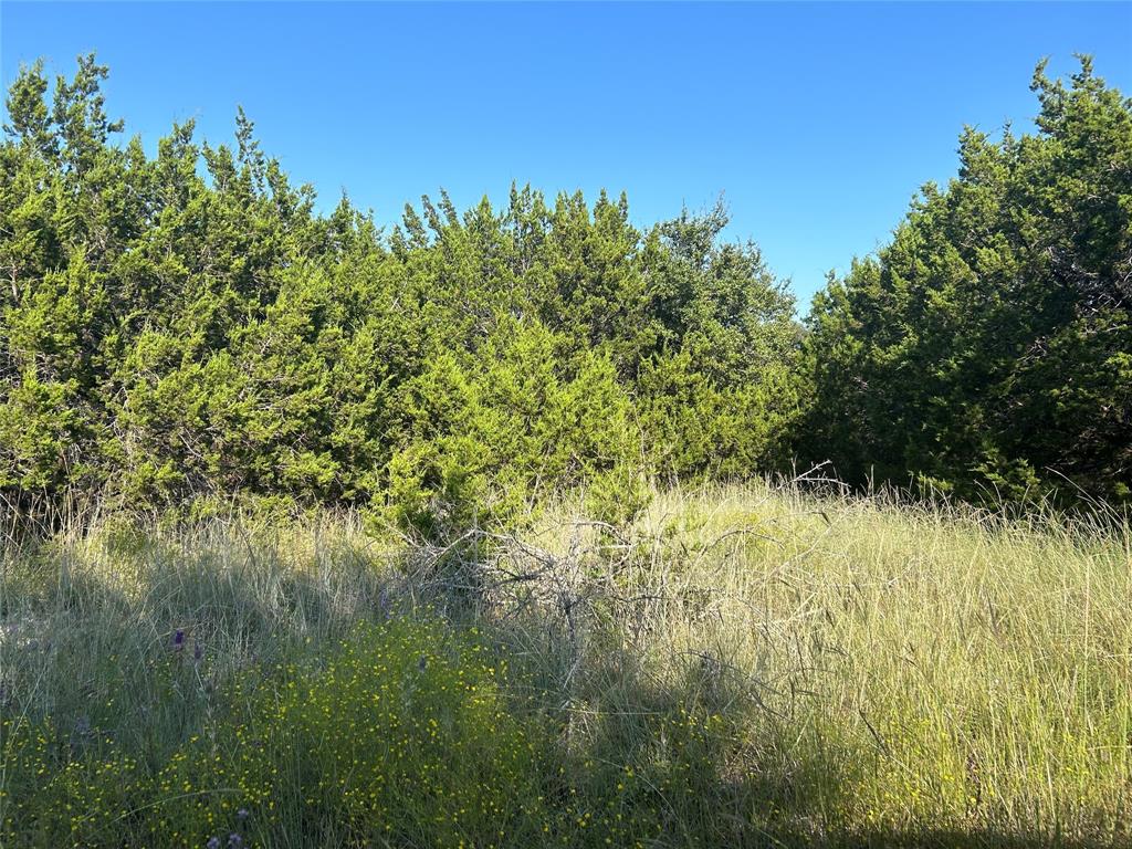 a view of a garden with a tree