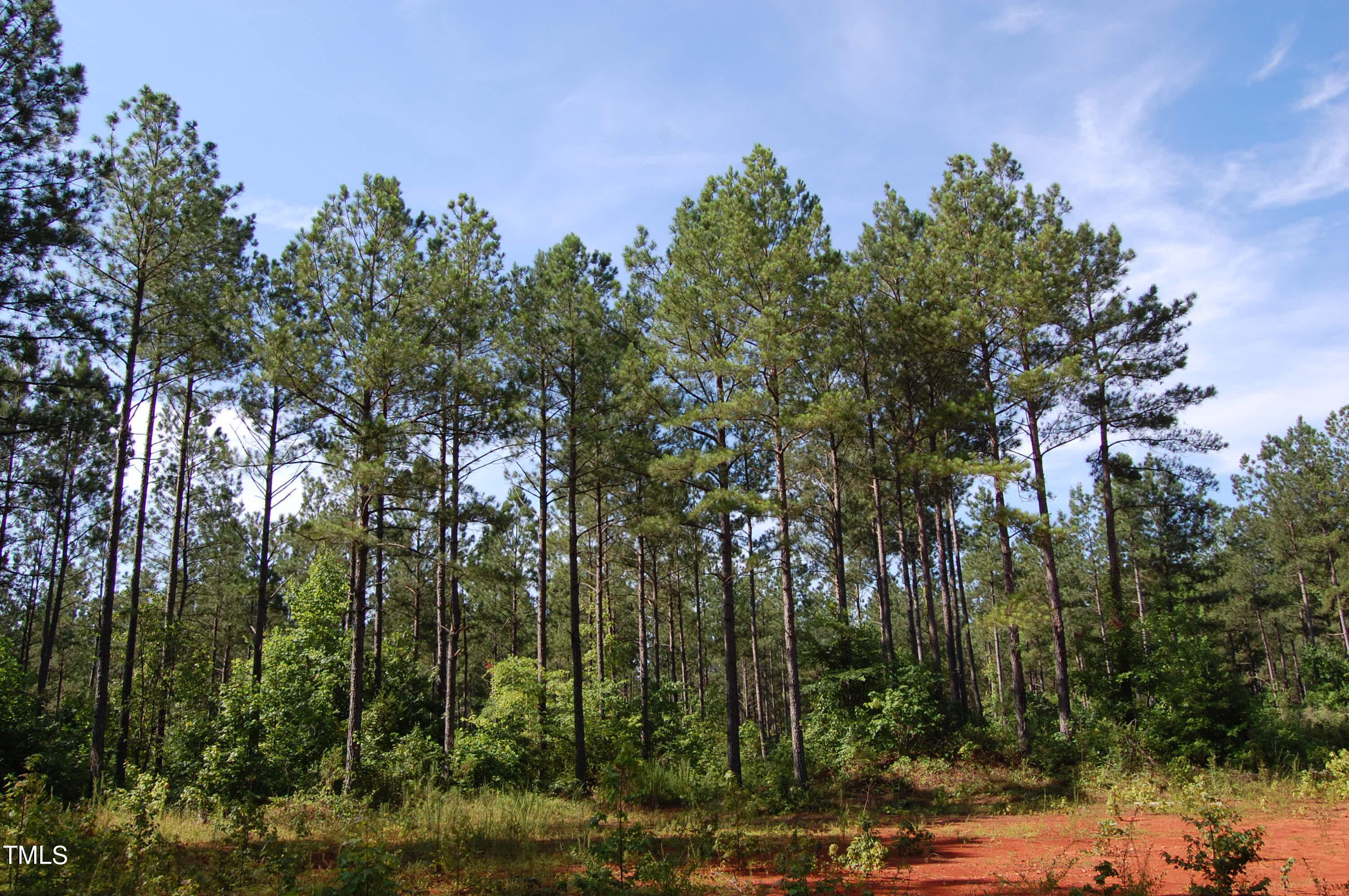 a view of forest