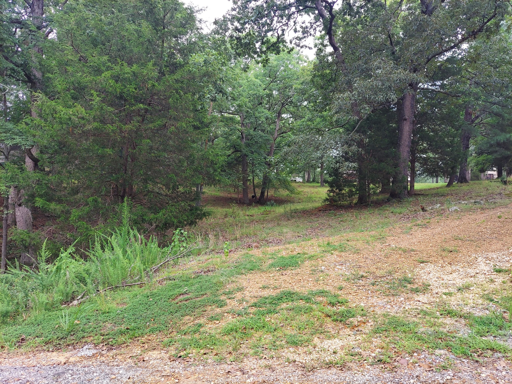 a view of a yard with a tree