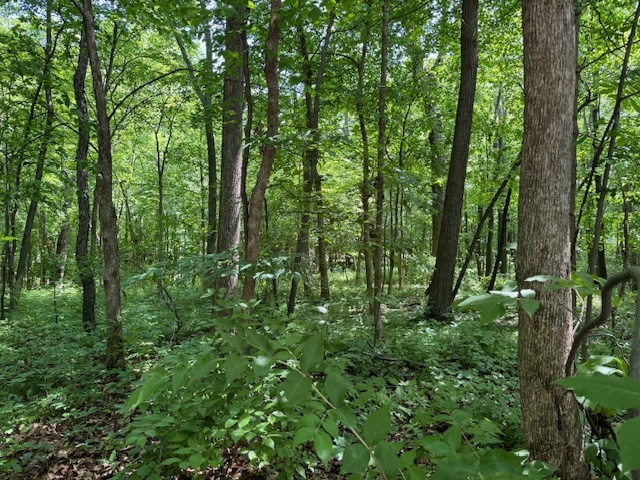 a view of a lush green forest