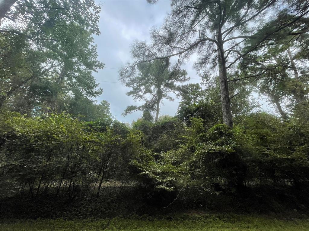 a view of a trees in a yard