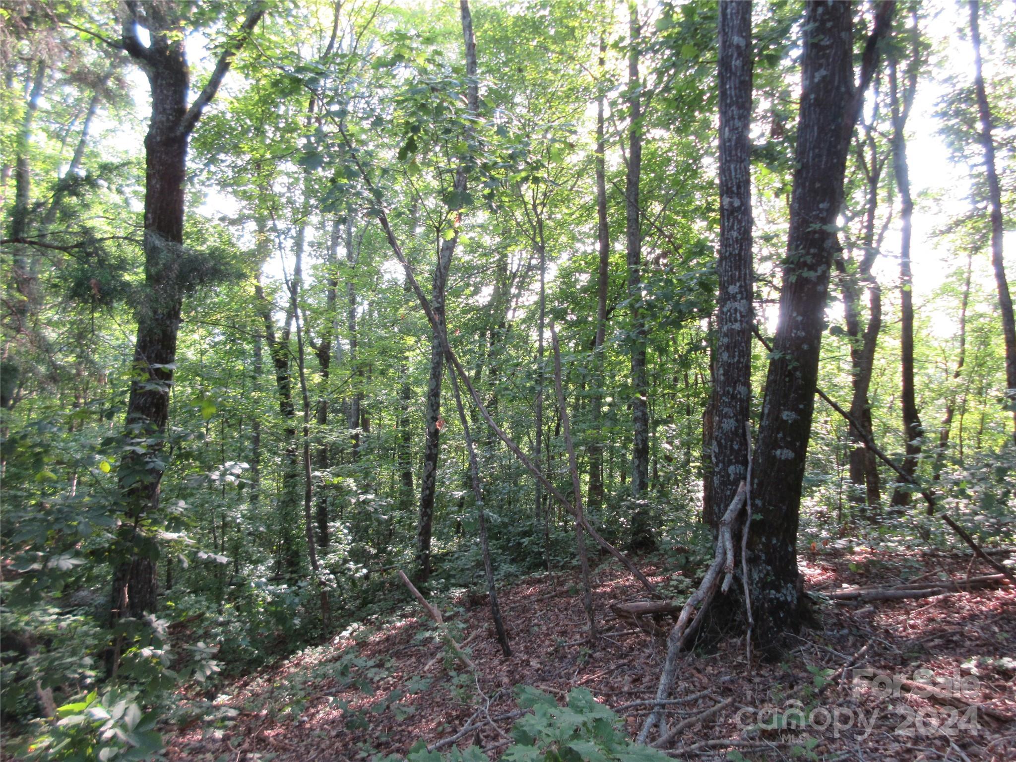 a view of a forest that has large trees