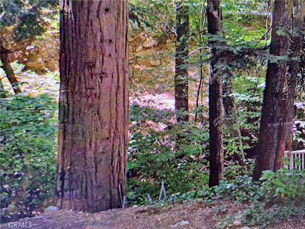 a yard with tall trees