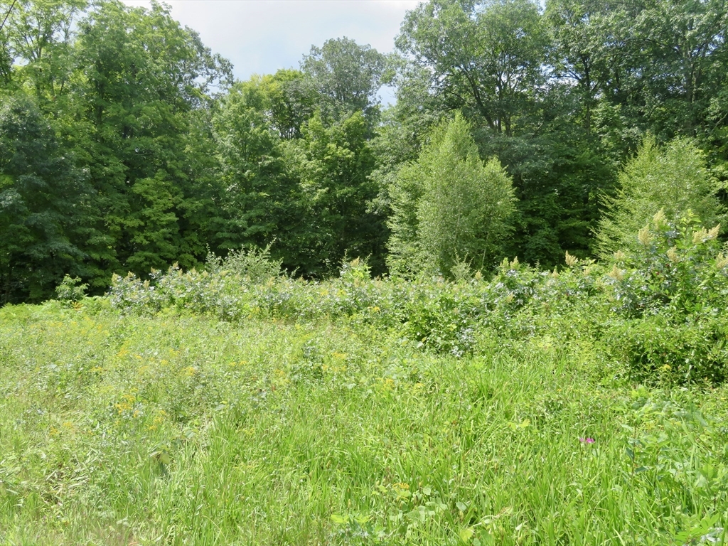 a view of a lush green forest with trees in the background