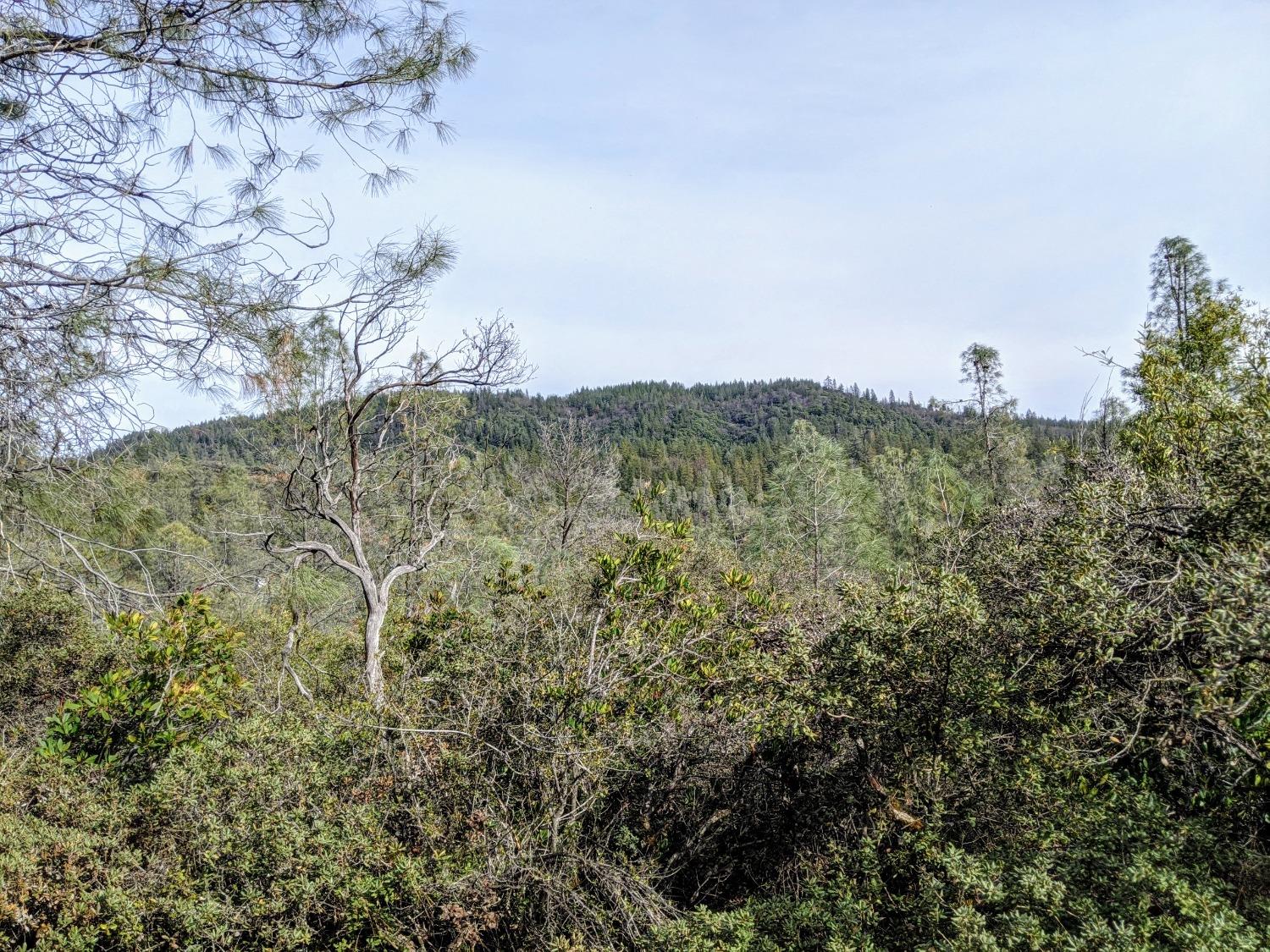 a view of a field with plants and trees