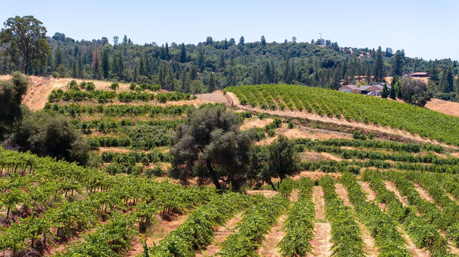 Terraced Barbera middle left...