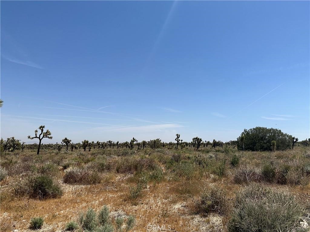 a view of a bunch of trees in a field