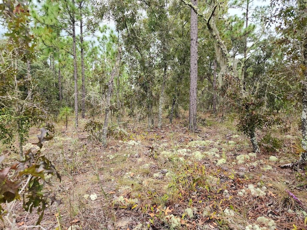 a view of a yard with trees